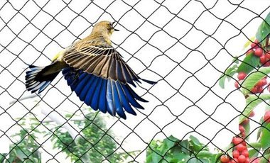 Anti Bird Nets